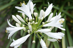 Agapanthus white       